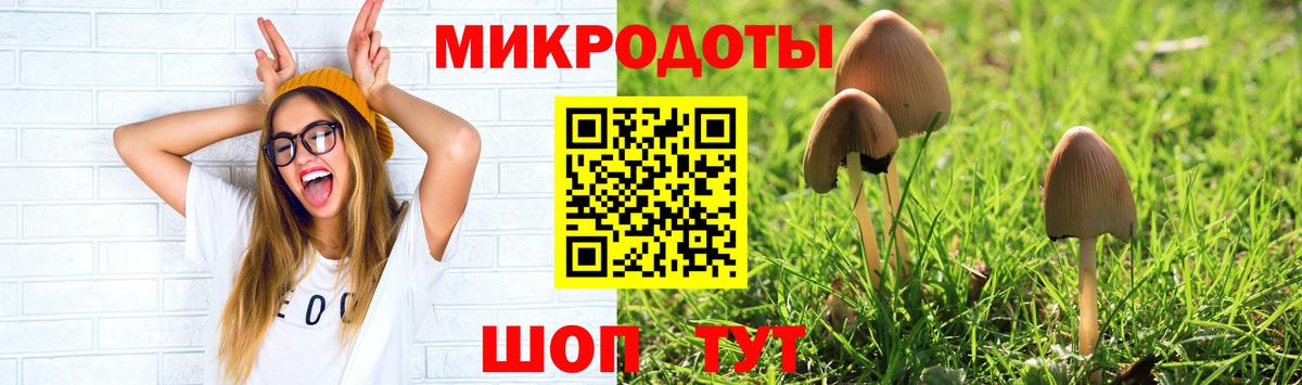 Галлюциногенные грибы Psilocybe Георгиевск